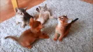 Abyssinian Kitten playing  7 weeks old [upl. by Alled]