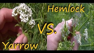 Poison Hemlock Identification and Yarrow Comparison [upl. by Etra]