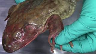 Bullfrog dissection  External Anatomy [upl. by Anayek24]