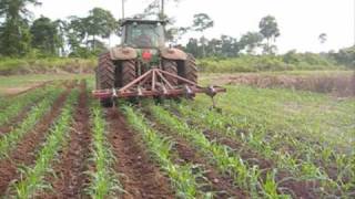 Inter row weeding in maize [upl. by Pavel524]