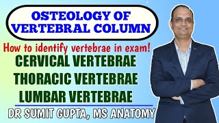 Osteology of Vertebrae  vertebral column  cervical thoracic and lumbar vertebrae [upl. by Austine409]