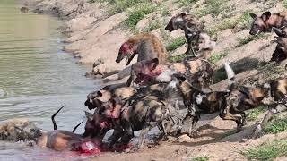 INCREDIBLE Showdown between Wild Dogs amp Hyenas  The Virtual Safari 143 [upl. by Caine]