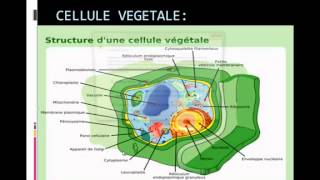 Biologie Cellulaire la cellule végétale et la cellule animale [upl. by Herzen]