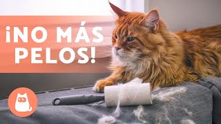 8 RAZAS de GATOS que sueltan POCO PELO 🐱 ¡Descúbrelas [upl. by Charleen]