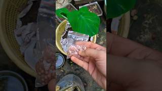 dhonia pata seeds homegardenideas [upl. by Bala242]