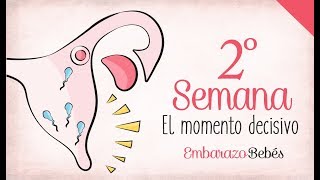 SEMANA 2 de Embarazo  1º Mes  Semana a semana [upl. by Lorne622]