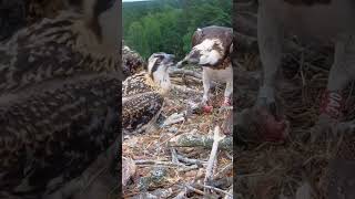 P222 Review birds nest life mom birds brings food to feed her babies in their nest birdslover [upl. by Adlesirk]