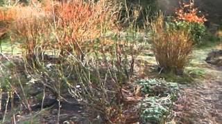 Permaculture Gardens of Bealtaine Cottage in April 2013 [upl. by Watkin]