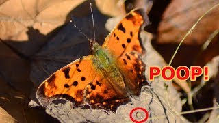 Eastern Comma butterfly pooping before flying away [upl. by Drusi]