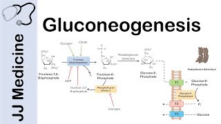 Gluconeogenesis Pathway Overview Enzymes CoFactors and Precursors [upl. by Nyliuqcaj115]