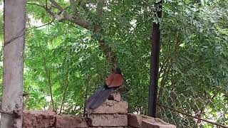 Greater Coucal gracefully walks and takes flight 🦅 [upl. by Nyladnohr616]