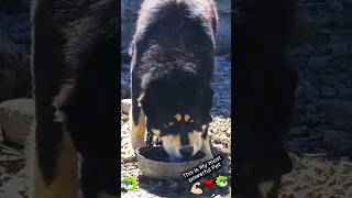 Before and After Animals Amazing transformation animals shortsanimals dogtransformation [upl. by Essyle39]