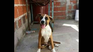 Boxer cruza malinois [upl. by Onafets]