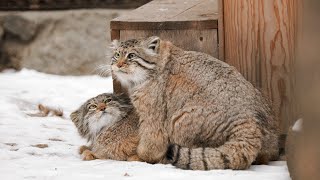 Pallass cats Zelenogorsk and Mia breeding season 💕 [upl. by Dulcinea648]