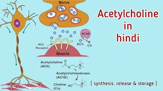 Acetylcholine in hindi  Release storage synthesis of Ach  Tarang Academy [upl. by Scever]