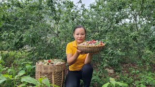 Harvest Plums Garden Go To Market Sell  Make A Trellis For Climbing Gourds  Lý Thị Tiếng [upl. by Eidnim]