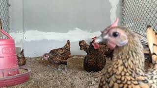 golden sebright bantam chicken ornamental chicken [upl. by Quartana]