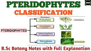 CLASSIFICATION OF PTERIDOPHYTES  PSILOPSIDALYCOPSIDA SPHENOPSIDA PTEROPSIDA Bsc botany Notes [upl. by Alis864]