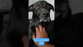 Dog wont let dad stop the scratches dogs puppies cuddles pets puppyspot [upl. by Assirolc]