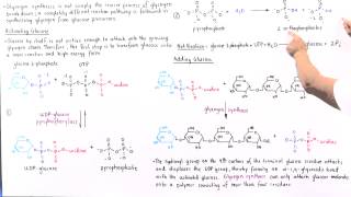 UDPGlucose and Glycogen Elongation [upl. by Faline]