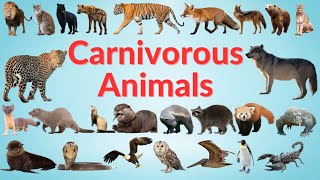 Carnivorous Animals  Carnivores Animals Name in English  Kids TV [upl. by Seebeck]