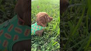 Wiener life 🐾 dachshund animals funnyanimals pets puppy cuteanimals dog doglover happy [upl. by Tomchay330]