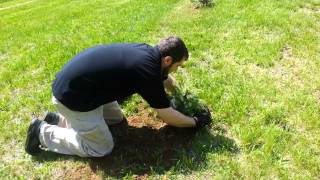 20130515  Planting 25 Colorado Blue Spruce tree [upl. by Casteel416]