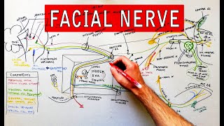 Facial nerve  Origin Function Pathway amp Branches  Anatomy Tutorial [upl. by Elamaj226]