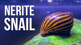 5 Reasons Why Your Nerite Snails Keep Dying [upl. by Ailbert]