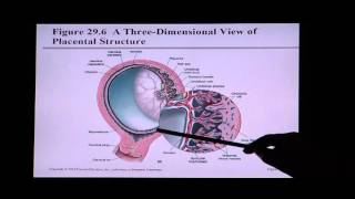 Anatomy and Physiology Help Chapter 29 Development and Inheritance [upl. by Dlonyar]