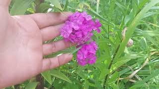 Brumarele Phlox paniculata ingrijire cultivare intretinere [upl. by Aneles]