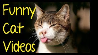 The Funniest and most hilarious cat video ever  funny cat compilation [upl. by Draner]