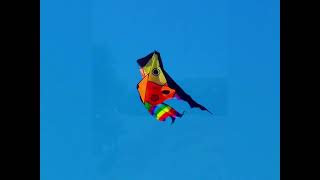 Gracetown Kite Festival 2024 [upl. by March]