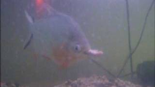 Arowana  Piranha  3 Pacus vs mouse vs cichlid feeding frenzy [upl. by Anoed]