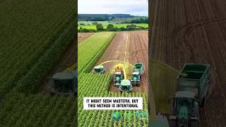 Efficient Corn Silage Harvesting for HighQuality Livestock Feed [upl. by Nnail843]