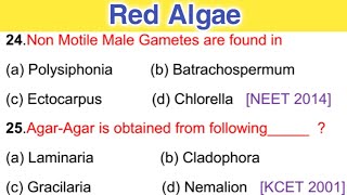 MCQs on Red AlgaePlant Kingdom mcqs  biologyBotany mcqs [upl. by Eceirtal]