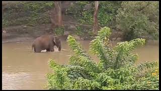 Elephant and baby elephant having fun at kabini forest forestelephant [upl. by Arodal526]