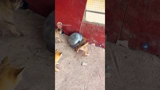 Cute dog play fighting 🐕 pets Play fighting  dogs fighting pets playfighting [upl. by Uni]