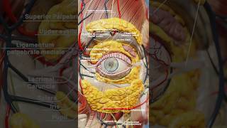 Eye anatomy 3D visualization with VOKA Anatomy Pros realistic 3D models 3danatomy [upl. by Ariay]