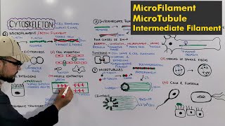 Cytoskeleton Types of cytoskeleton Detailed Series [upl. by Filiano178]