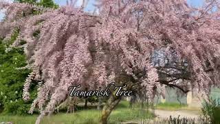 TAMARISK TREE  4K [upl. by Winn]