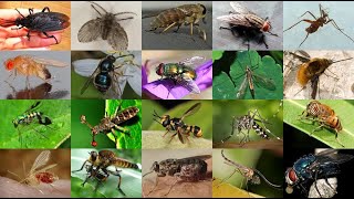 Diseases Caused by order diptera life cycle Control of dipterans [upl. by Adnawot447]