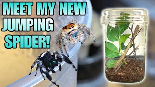 MEET MY NEW ADORABLE JUMPING SPIDER REGAL JUMPING SPIDER FEEDING  UPDATE Phidippus regius [upl. by Azrim]