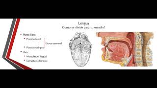 Teórico  Cavidad bucal Pared Inferior  Anatomía [upl. by Eppie593]