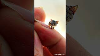 I Raised the SMALLEST Cat in the World for a Month [upl. by Kimmi]