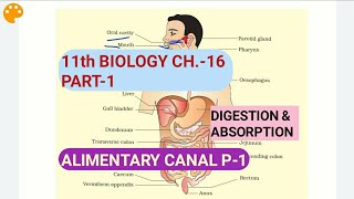 Class 11 BiologyCh16 Part1Alimentary Canal P1Study with Farru [upl. by Kurth]