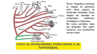 Filogenias e cladogramas [upl. by Schramke]