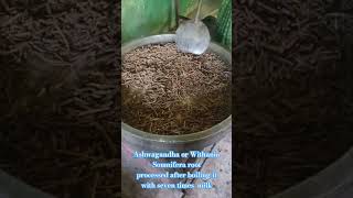 Ashwagandha or Withania Somnifera root processed with milk [upl. by Esdnyl]