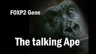 FOXP2 Gene quotthe Human Speech Language Genequot [upl. by Zinn]