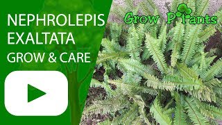 Nephrolepis exaltata  grow amp care [upl. by Maggio]